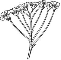 Blumenweinleseillustration. vektor