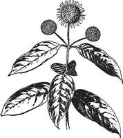 Cephalanthus Occidentalis Jahrgang Illustration. vektor