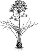 ornithogalum umbellatum årgång illustration. vektor