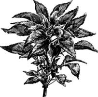 Amaranthus dreifarbig Jahrgang Illustration. vektor