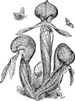 darlingtonia californica vintage illustration. vektor