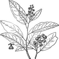 Croton alabamensis Jahrgang Illustration. vektor