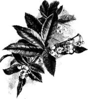 Berberis Wallichiana Jahrgang Illustration. vektor