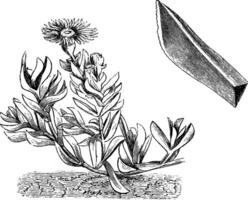 Ast und freistehend Blatt von Mesembryanthem acinaciforme Jahrgang Illustration. vektor