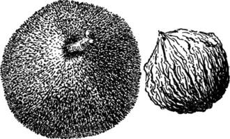 juglans regia årgång illustration. vektor