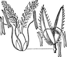 Reis geschnittenes Gras Jahrgang Illustration. vektor