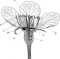 Bartlett Birne Blume Jahrgang Illustration. vektor