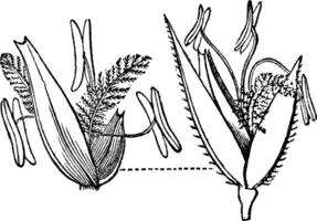 redtop locusta årgång illustration. vektor