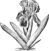 Iris Pumila Jahrgang Illustration. vektor