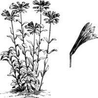 Alstrmeria aurantiaka Gewohnheit und Blume Jahrgang Illustration. vektor