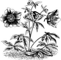 Gewohnheit und völlig und teilweise erweitert Blumen von Helleborus Olympia Jahrgang Illustration. vektor