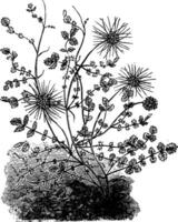 Acaena Mikrophylla Strauch Jahrgang Illustration. vektor