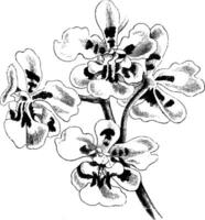 Oncidium Ausgrabung Jahrgang Illustration. vektor