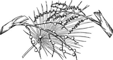 Ast von thrinax keyensis Jahrgang Illustration. vektor