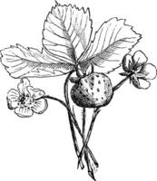 jordgubb växt årgång illustration. vektor