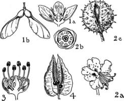 order av aceraceae, hippocastanaceae, och sapindaceae årgång illustration. vektor