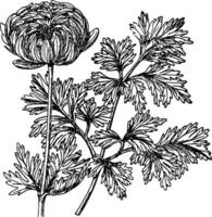 flore-pleno Vielfalt von Anemone Koronarien Jahrgang Illustration. vektor