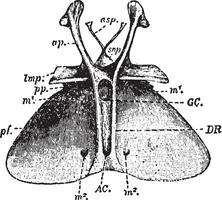 Entosternum, Vintage-Illustration. vektor