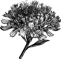 blomma huvud av globularia alipum årgång illustration. vektor