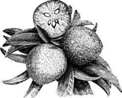 Früchte tragen Sapodilla Jahrgang Illustration. vektor