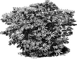 fatsia japonica årgång illustration. vektor