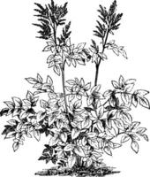 astilbe rivularis Jahrgang Illustration. vektor