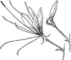 cleome spinosa vintage illustration. vektor