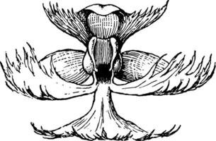 Vintage Illustration der eingesäumten Orchidee. vektor
