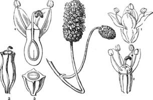 bild, visar, fem, etapper, sanguisorba, officinalis årgång illustration. vektor