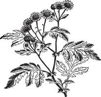 Chrysantheme indicum Jahrgang Illustration. vektor