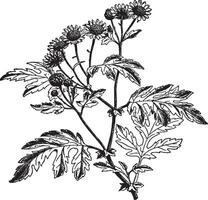 krysantemum indicum årgång illustration. vektor