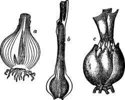 socker sockerrör årgång illustration. vektor