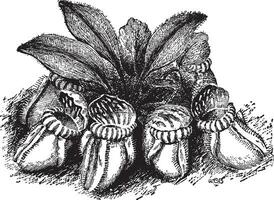 cephalotus follicularis årgång illustration. vektor