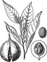 myristica fragrans årgång illustration. vektor