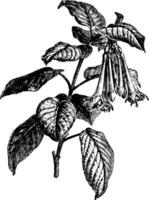 blommande gren av fuchsia fulgens årgång illustration. vektor