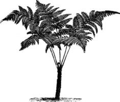 Asplenium Radikane Jahrgang Illustration. vektor