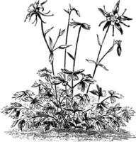 Aquilegia Caerulea Blumen Jahrgang Illustration. vektor