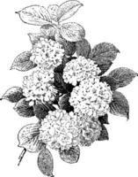 Viburnum Plenum Jahrgang Illustration. vektor