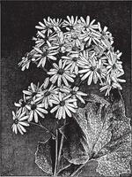 cineraria stellata Jahrgang Illustration. vektor