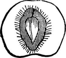 Steinfrucht Jahrgang Illustration. vektor