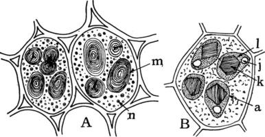 aleuron korn årgång illustration. vektor