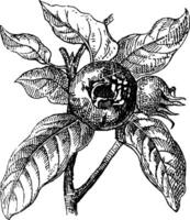 löv och frukt av allmänning medlar årgång illustration. vektor