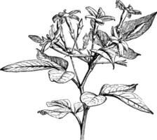 blommande branchlet av jasminum floridum årgång illustration. vektor