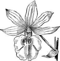 calanthe veitchii årgång illustration. vektor