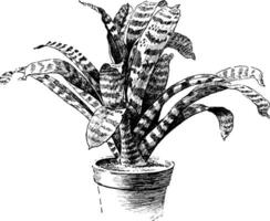 vriesia speciosa Jahrgang Illustration. vektor