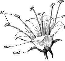 blomma delar årgång illustration. vektor