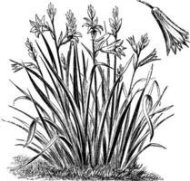 Anthrazit Liliastrum Jahrgang Illustration. vektor