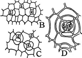 stomata bildning årgång illustration. vektor