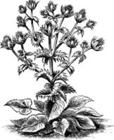 eryngium giganteum årgång illustration. vektor