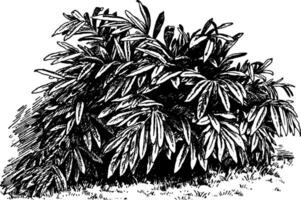 Alpinia mutica Jahrgang Illustration. vektor
